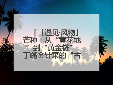 「遇见·风物」芒种：从“黄花地”到“黄金链” 丁嘴金针菜的“古法”经