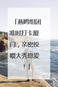 燕鸥组团准时打卡厦门，亲密投喂大秀恩爱！