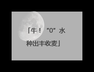 牛！“0”水种出丰收麦