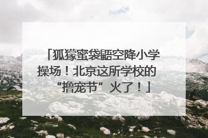 狐獴蜜袋鼯空降小学操场！北京这所学校的“撸宠节”火了！