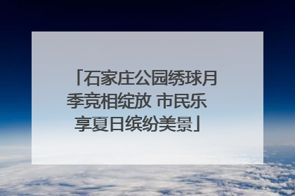 石家庄公园绣球月季竞相绽放 市民乐享夏日缤纷美景
