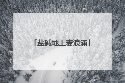 盐碱地上麦浪涌