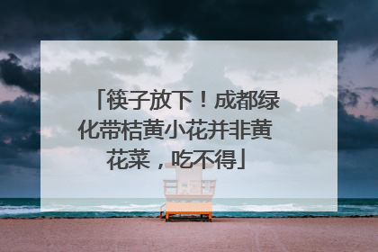 筷子放下！成都绿化带桔黄小花并非黄花菜，吃不得