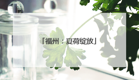 福州：夏荷绽放