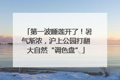 第一波睡莲开了！暑气渐浓，沪上公园打翻大自然“调色盘”