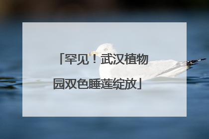 罕见！武汉植物园双色睡莲绽放