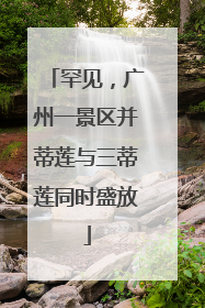 罕见，广州一景区并蒂莲与三蒂莲同时盛放