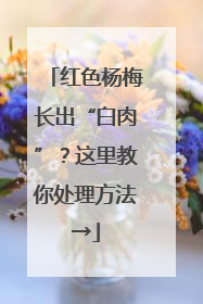红色杨梅长出“白肉”？这里教你处理方法→