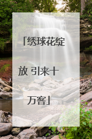 绣球花绽放 引来十万客