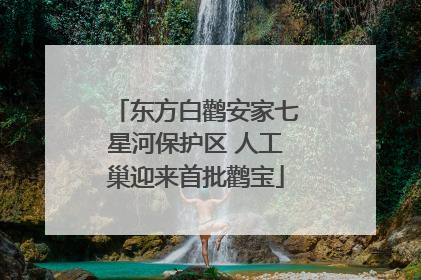 东方白鹳安家七星河保护区 人工巢迎来首批鹳宝