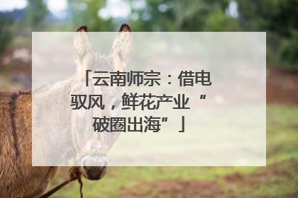 云南师宗：借电驭风，鲜花产业“破圈出海”