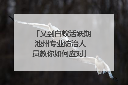 又到白蚁活跃期 池州专业防治人员教你如何应对
