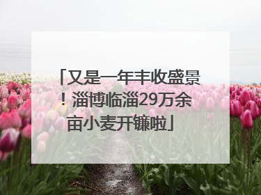 又是一年丰收盛景！淄博临淄29万余亩小麦开镰啦