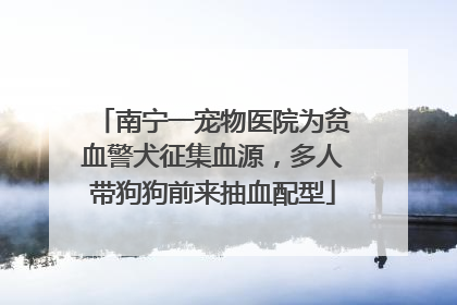 南宁一宠物医院为贫血警犬征集血源，多人带狗狗前来抽血配型