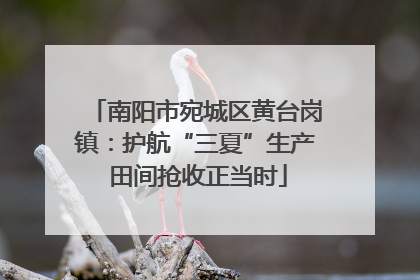 南阳市宛城区黄台岗镇：护航“三夏”生产 田间抢收正当时