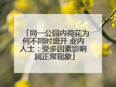 同一公园内荷花为何不同时盛开 业内人士：受多因素影响 属正常现象