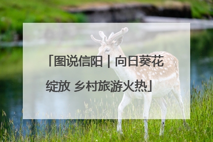 图说信阳｜向日葵花绽放 乡村旅游火热