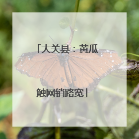 大关县：黄瓜触网销路宽
