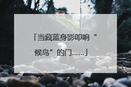 当藏蓝身影叩响“候鸟”的门……