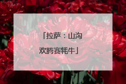 拉萨：山沟欢腾赛牦牛