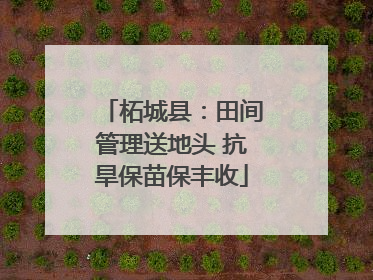 柘城县：田间管理送地头 抗旱保苗保丰收