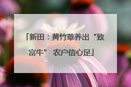 新田：黄竹草养出“致富牛” 农户信心足