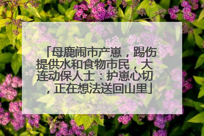 母鹿闹市产崽，踢伤提供水和食物市民，大连动保人士：护崽心切，正在想法送回山里