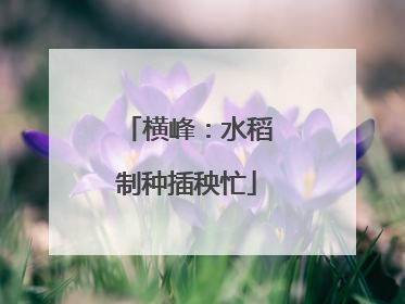 横峰：水稻制种插秧忙