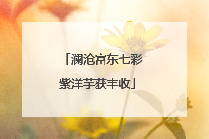 澜沧富东七彩紫洋芋获丰收
