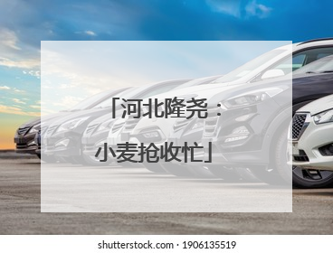 河北隆尧：小麦抢收忙