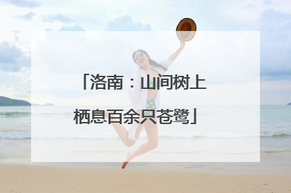 洛南：山间树上栖息百余只苍鹭