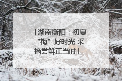湖南衡阳：初夏“梅”好时光 采摘尝鲜正当时