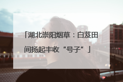 湖北崇阳烟草：白芨田间扬起丰收“号子”
