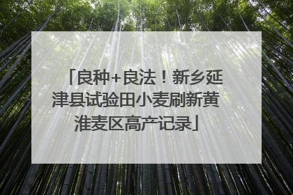 良种+良法！新乡延津县试验田小麦刷新黄淮麦区高产记录