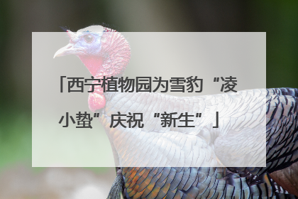 西宁植物园为雪豹“凌小蛰”庆祝“新生”